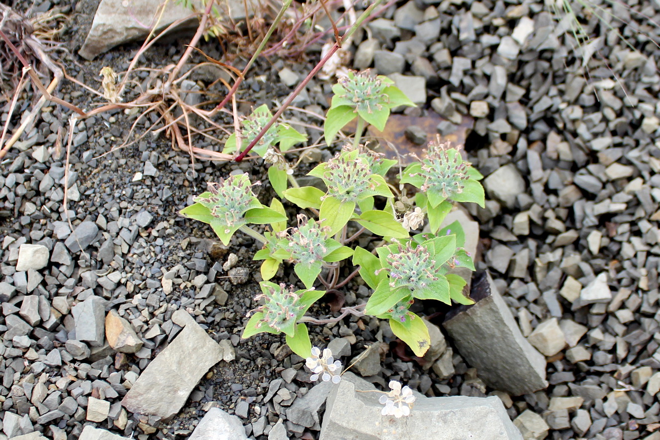 Image of Ziziphora capitata specimen.