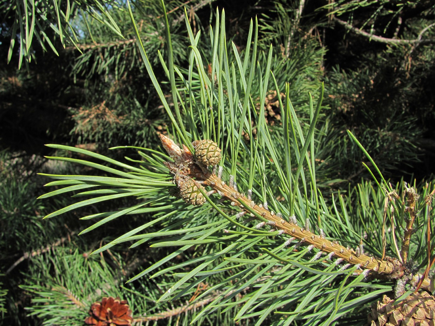 Изображение особи Pinus sylvestris ssp. hamata.