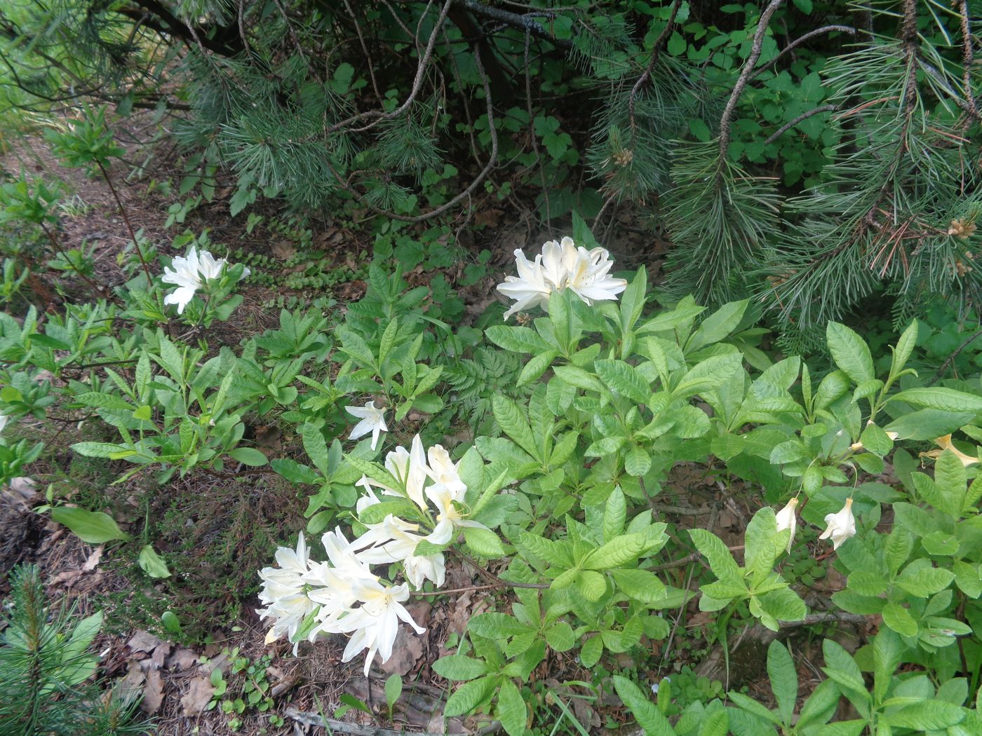 Image of genus Rhododendron specimen.