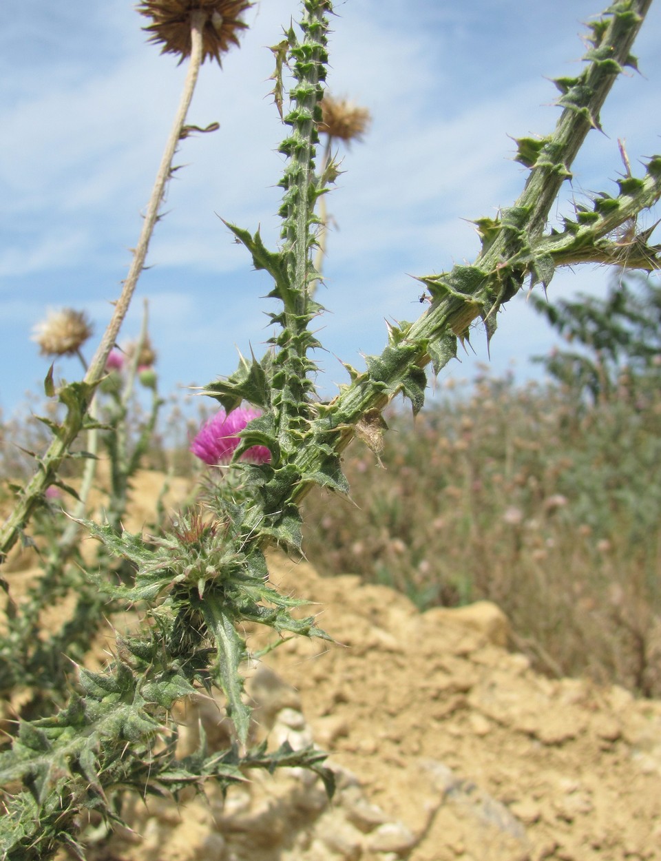 Image of genus Carduus specimen.