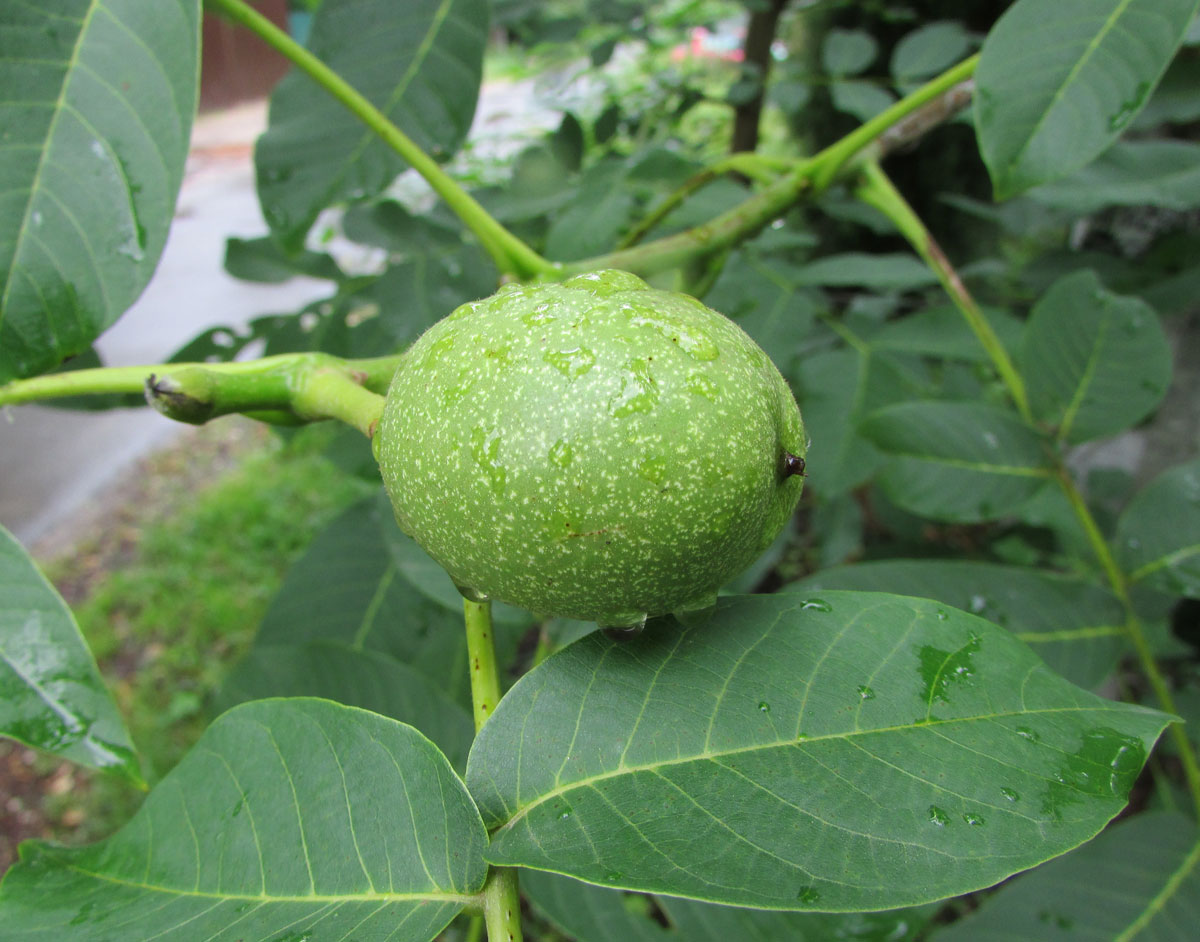 Image of Juglans regia specimen.