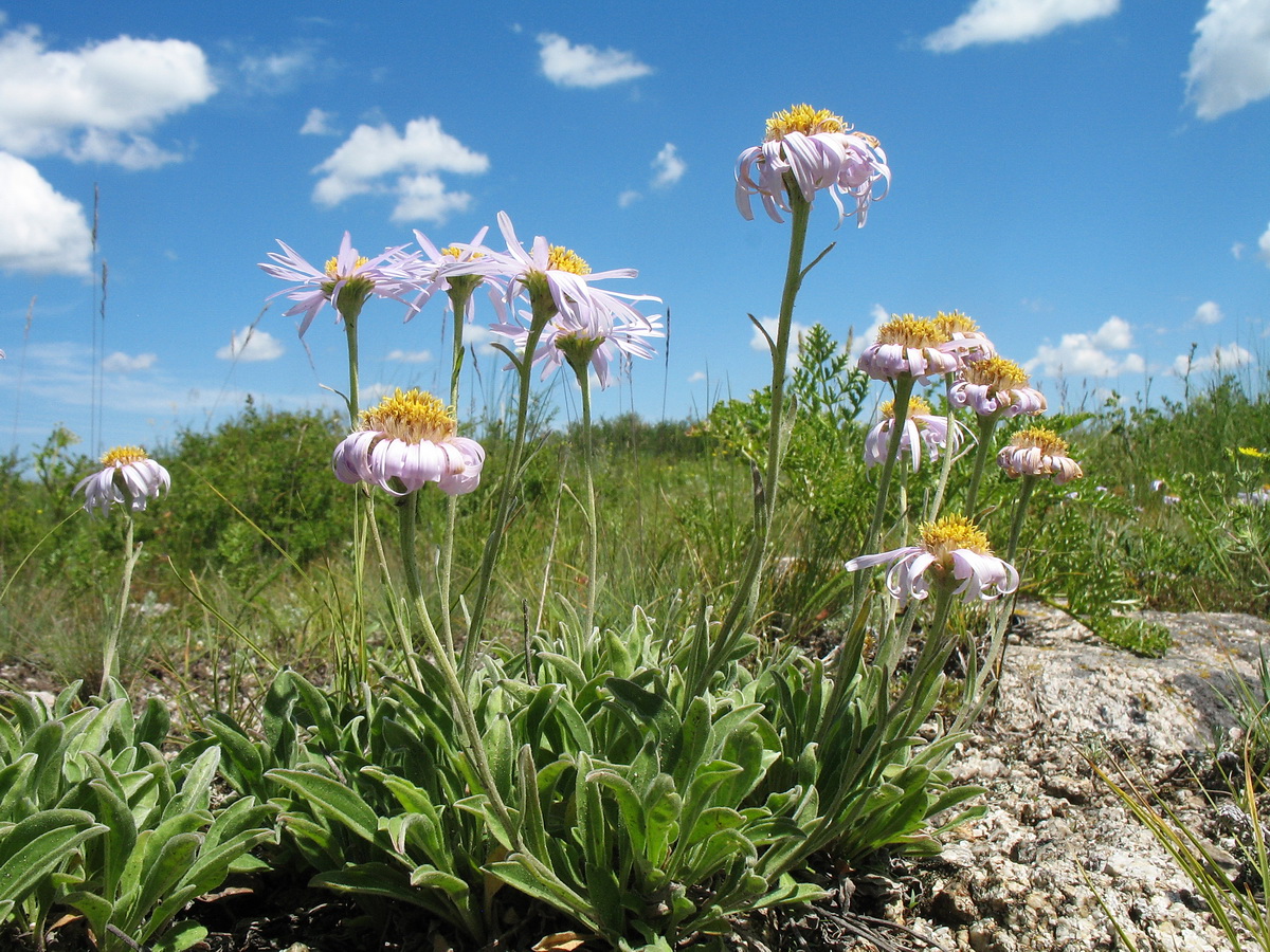 Изображение особи Aster serpentimontanus.