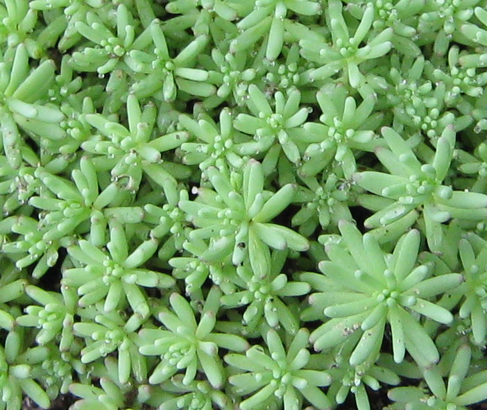 Изображение особи Sedum pallidum ssp. bithynicum.