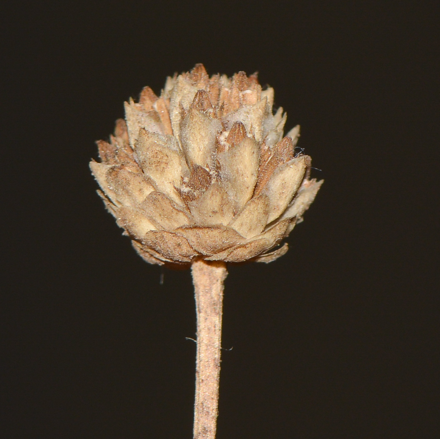 Image of Cephalaria joppensis specimen.