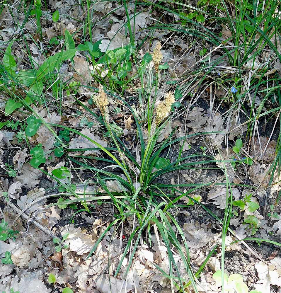 Image of Carex cuspidata specimen.