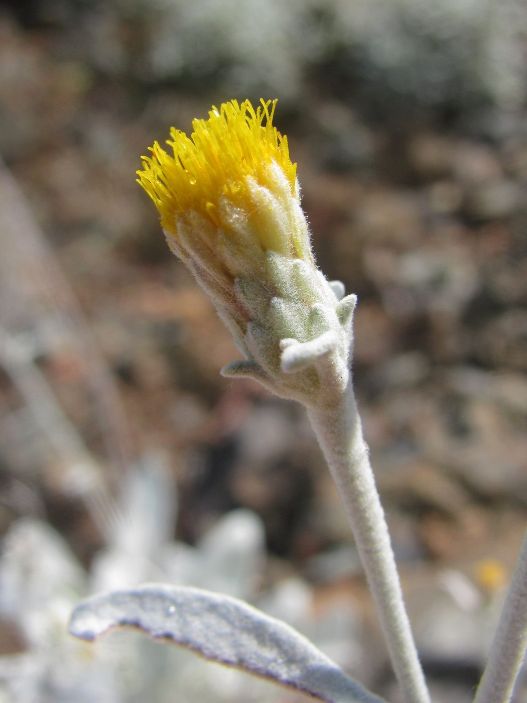 Image of Inula heterolepis specimen.