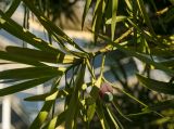 genus Podocarpus. Часть ветви с фруктификацией. Краснодарский край, МО город-курорт Сочи, Адлерский р-н, м-н Адлер, окр. устья р. Мзымта. 4 октября 2019 г.