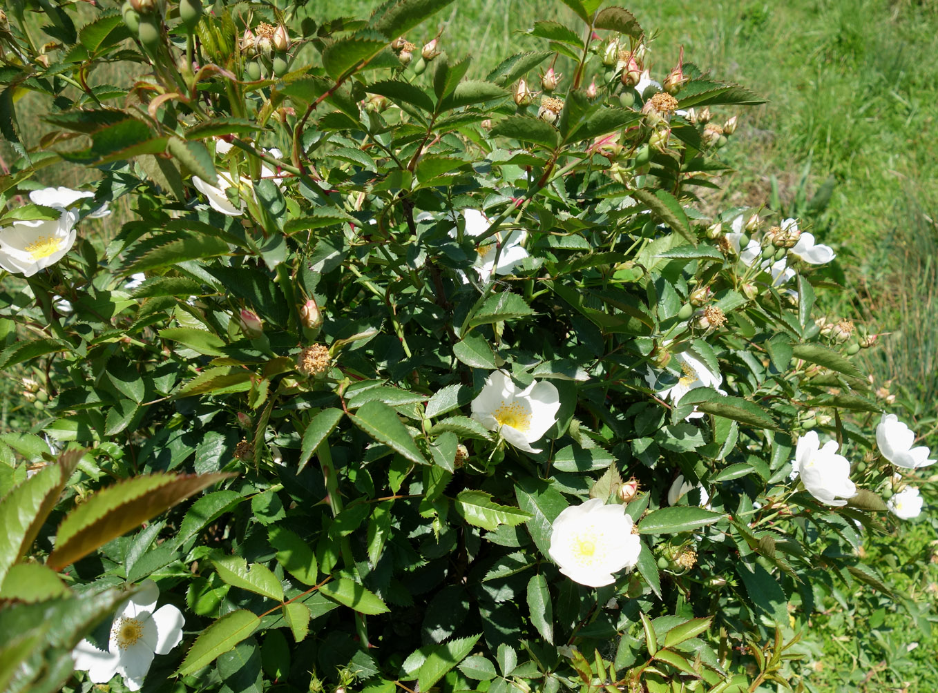 Image of Rosa canina specimen.