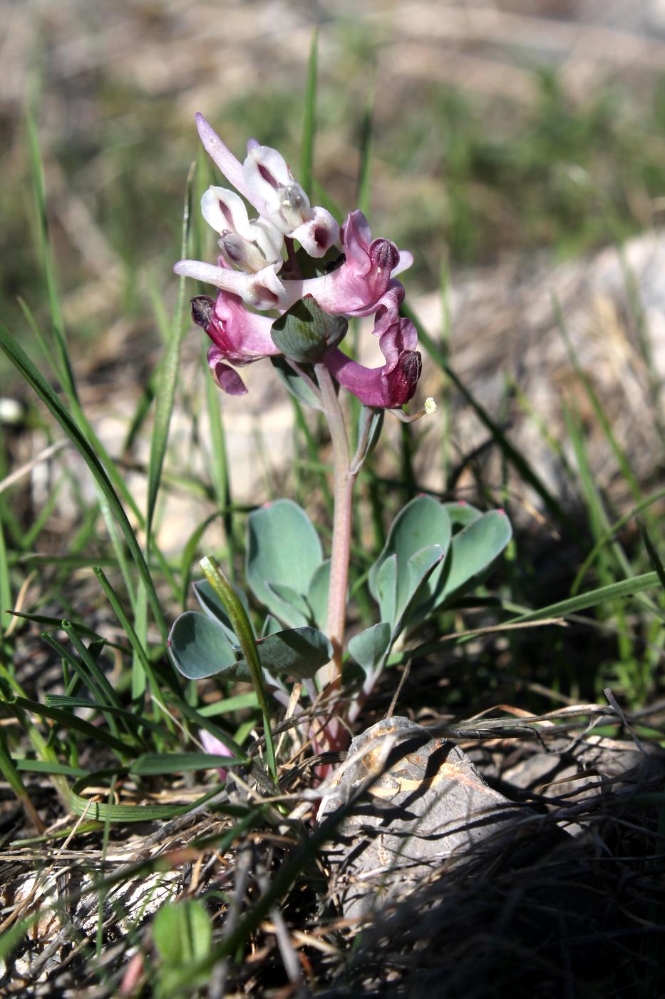 Image of Corydalis ledebouriana specimen.