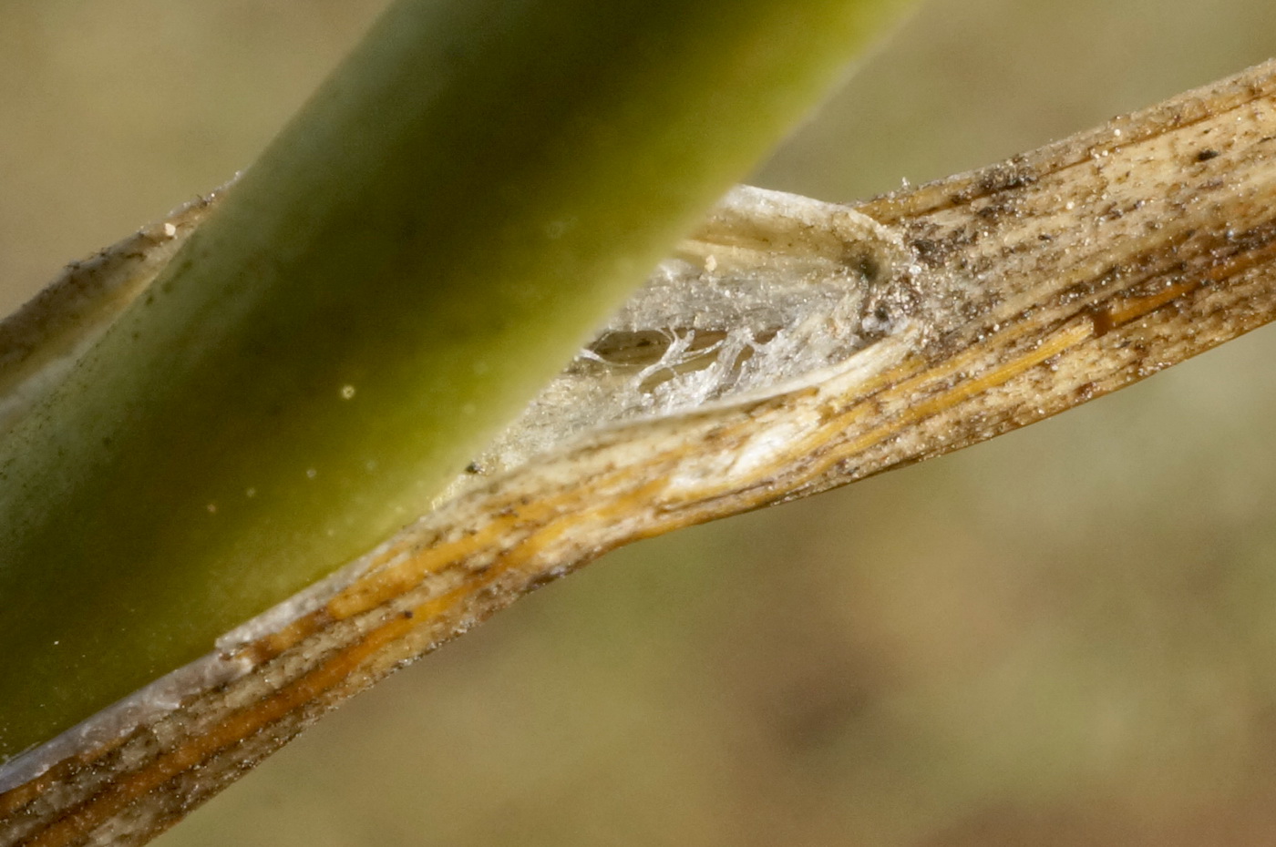 Image of Allium vineale specimen.