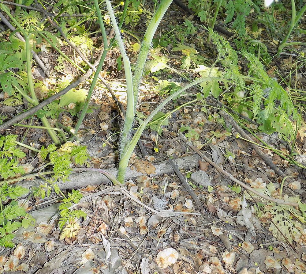 Image of Chaerophyllum bulbosum specimen.