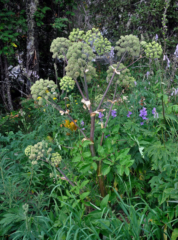 Изображение особи Archangelica officinalis.