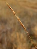 Psathyrostachys juncea. Верхушка побега с колосом. Алтайский край, Благовещенский р-н, левый берег низовьев р. Кучук, полынно-типчаковая степь. 01.07.2020.