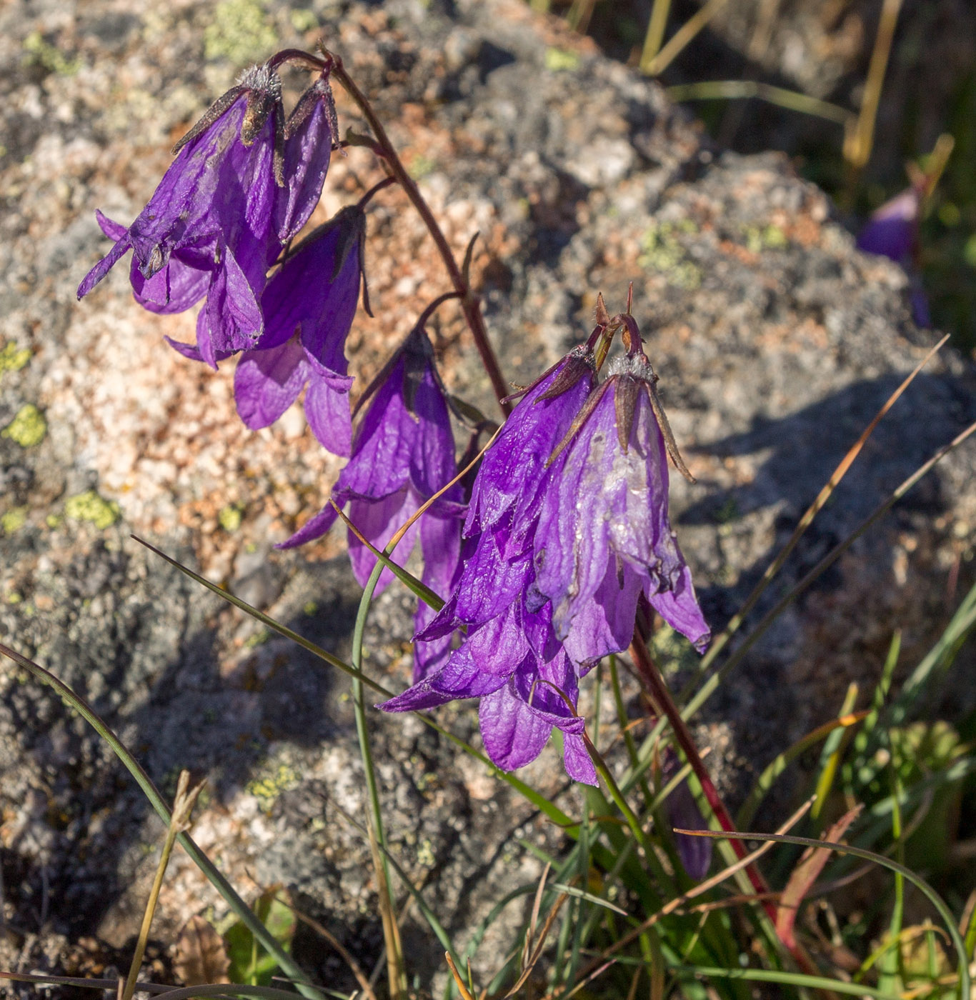 Изображение особи род Campanula.