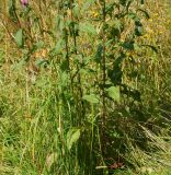 Centaurea phrygia