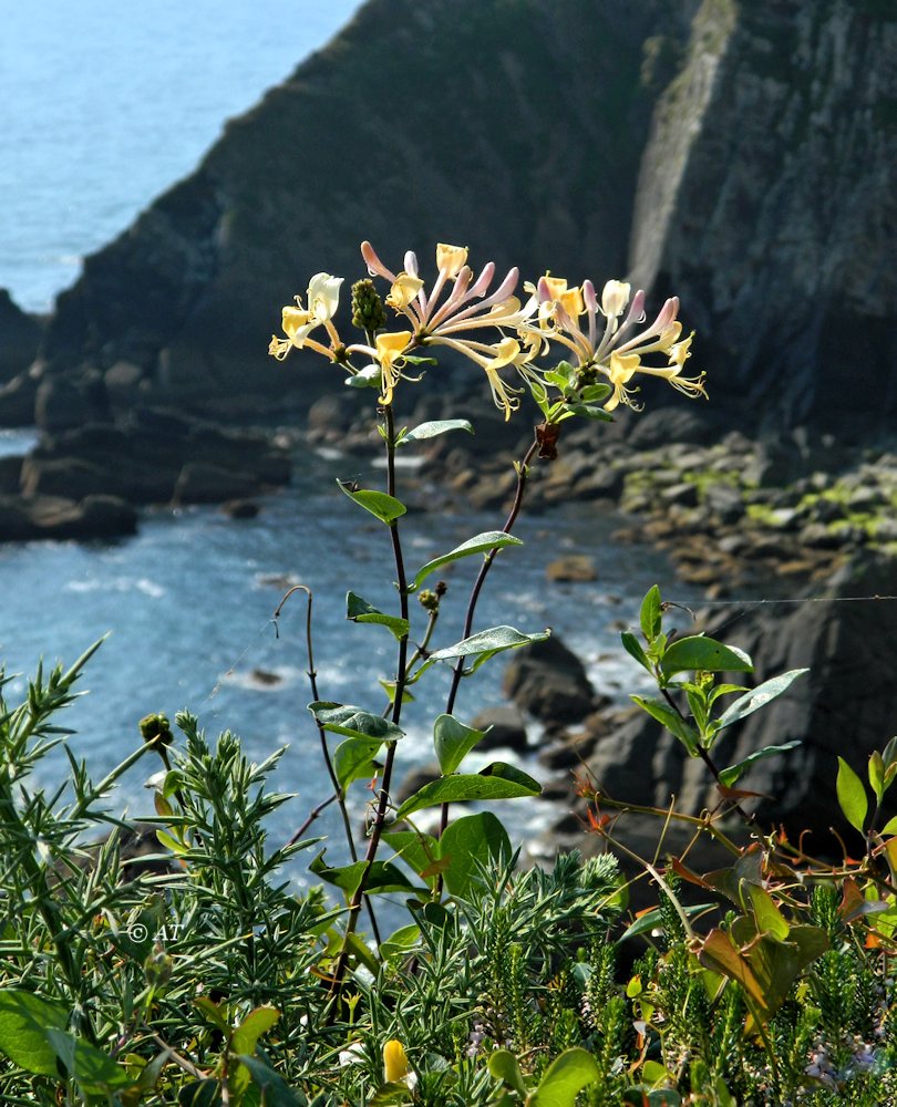 Image of Lonicera periclymenum specimen.