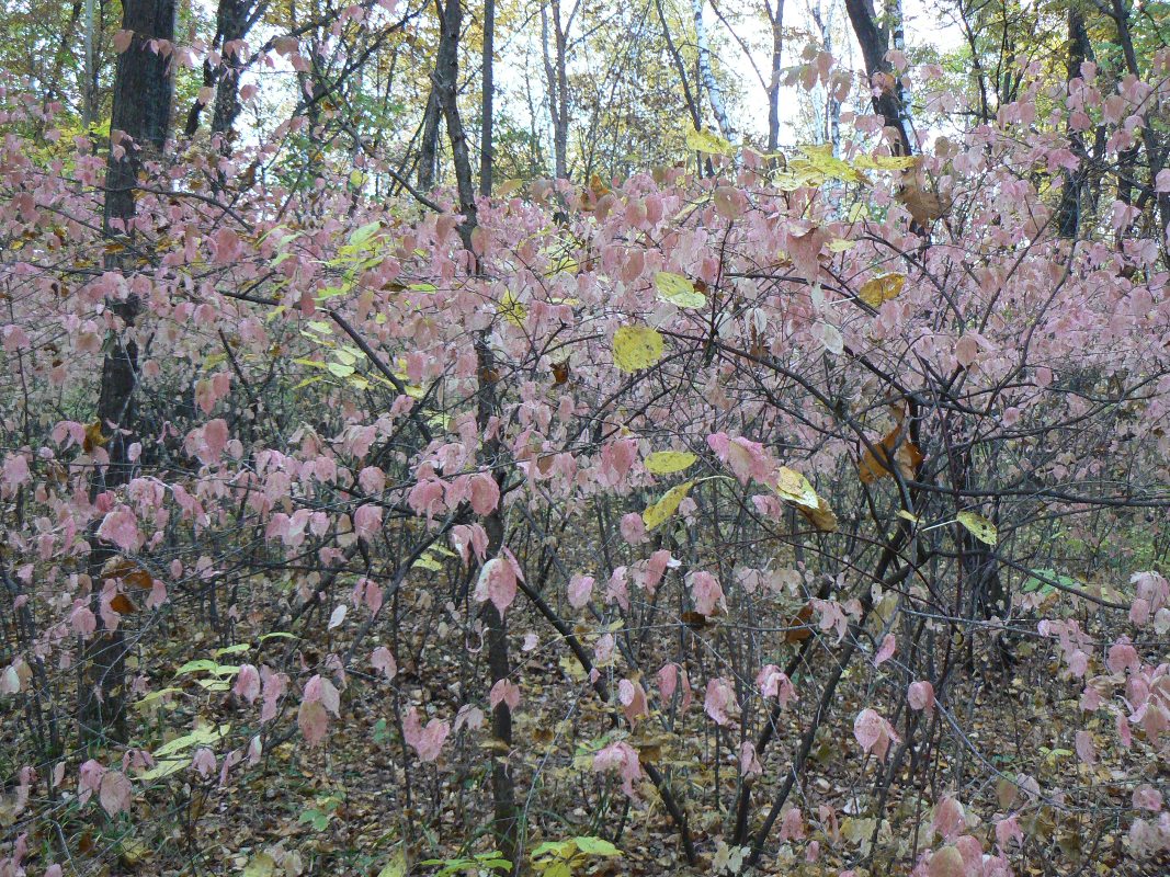 Изображение особи Euonymus pauciflorus.