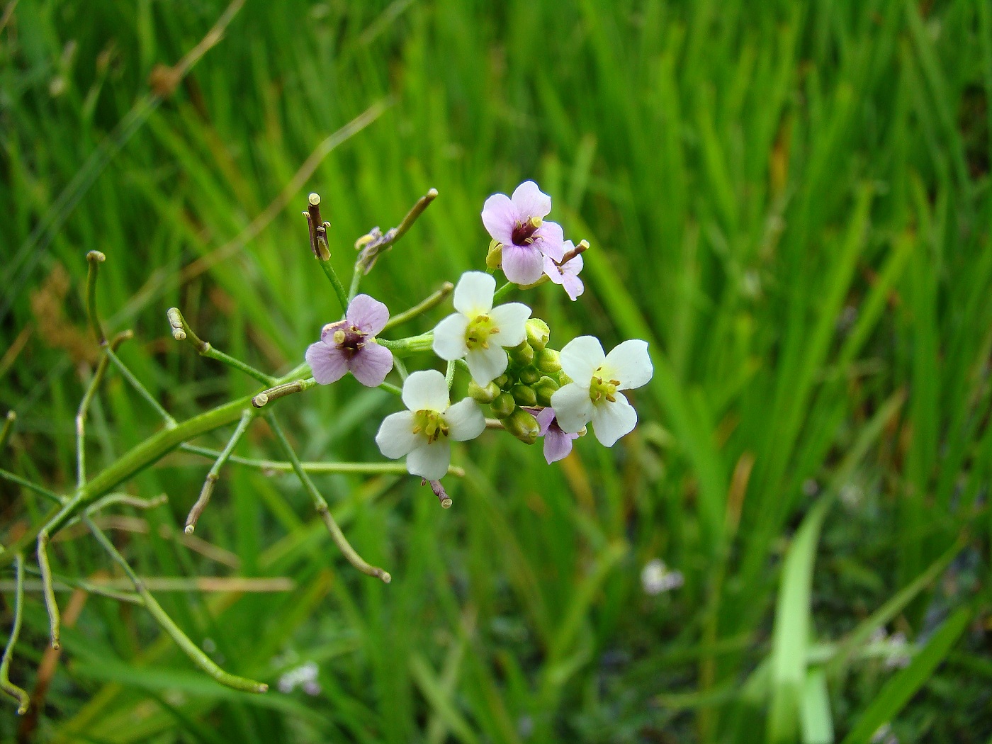 Image of Nasturtium officinale specimen.