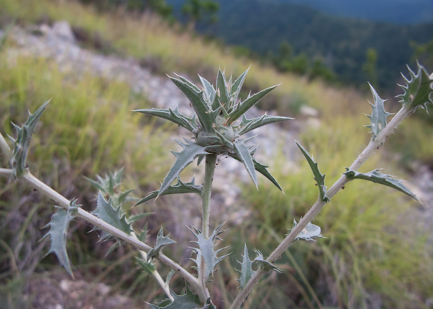 Image of Carthamus glaucus specimen.