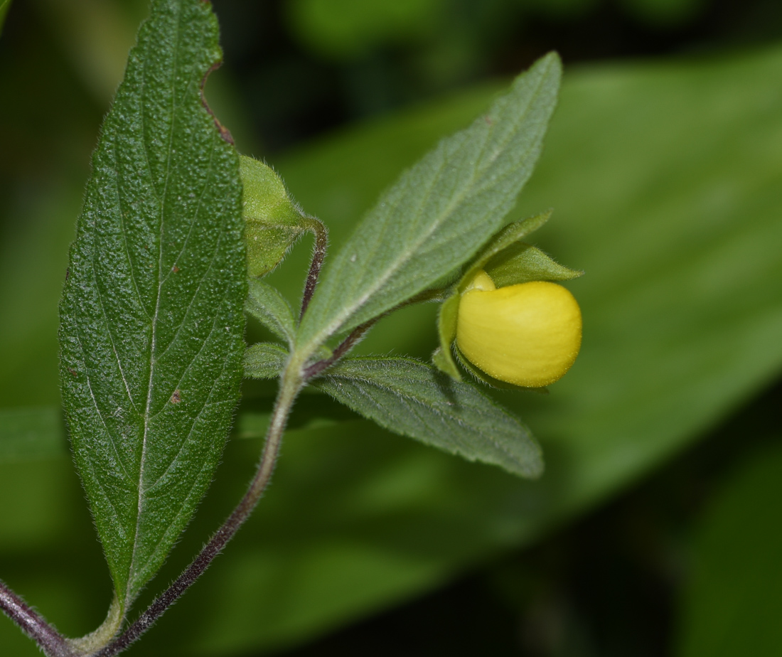 Image of Calceolaria engleriana specimen.