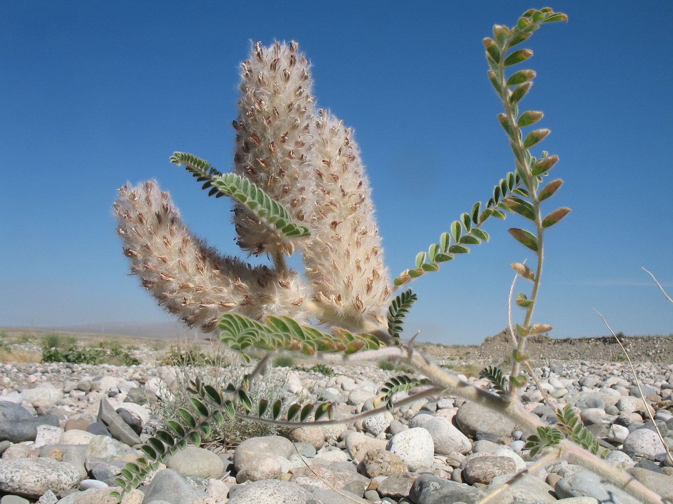 Image of Astragalus alopecias specimen.