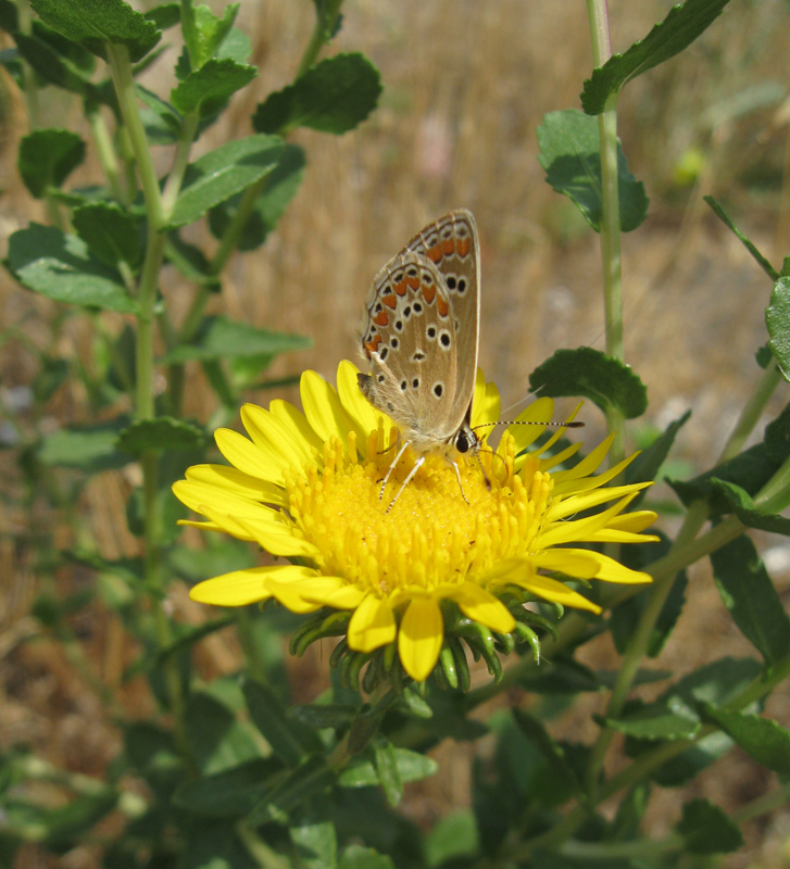 Изображение особи Grindelia squarrosa.