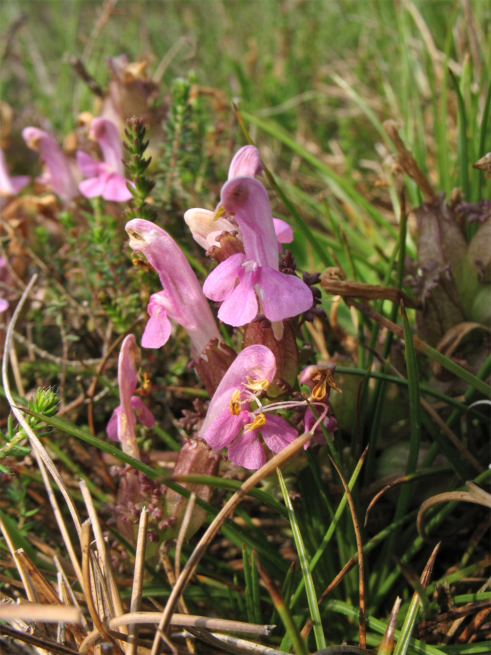 Изображение особи Pedicularis sylvatica.