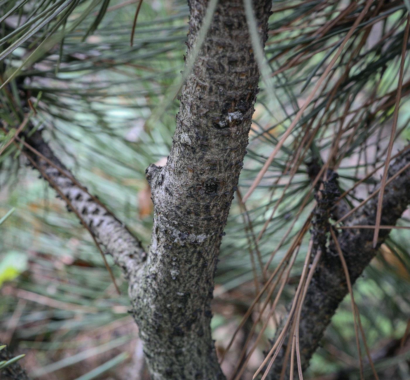 Изображение особи Pinus leucodermis.
