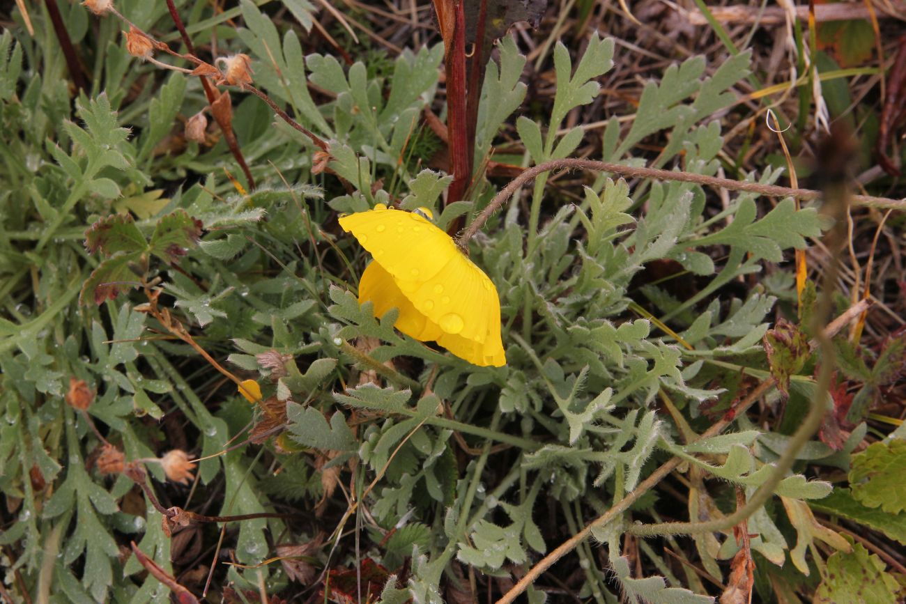 Изображение особи род Papaver.