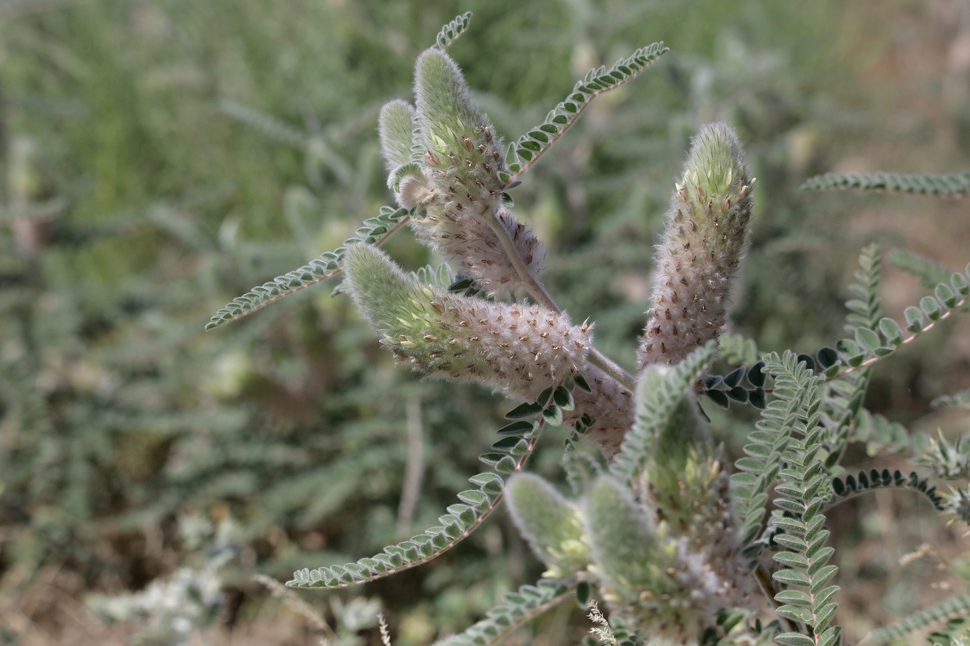 Изображение особи Astragalus alopecias.