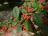 genus Cotoneaster