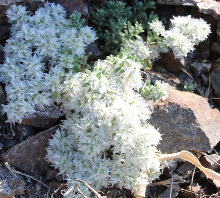 Image of Paronychia kurdica specimen.