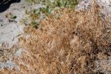 Anisantha tectorum