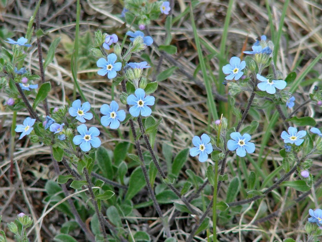 Изображение особи Amblynotus rupestris.