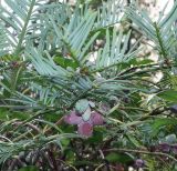 Cephalotaxus harringtonia var. drupacea