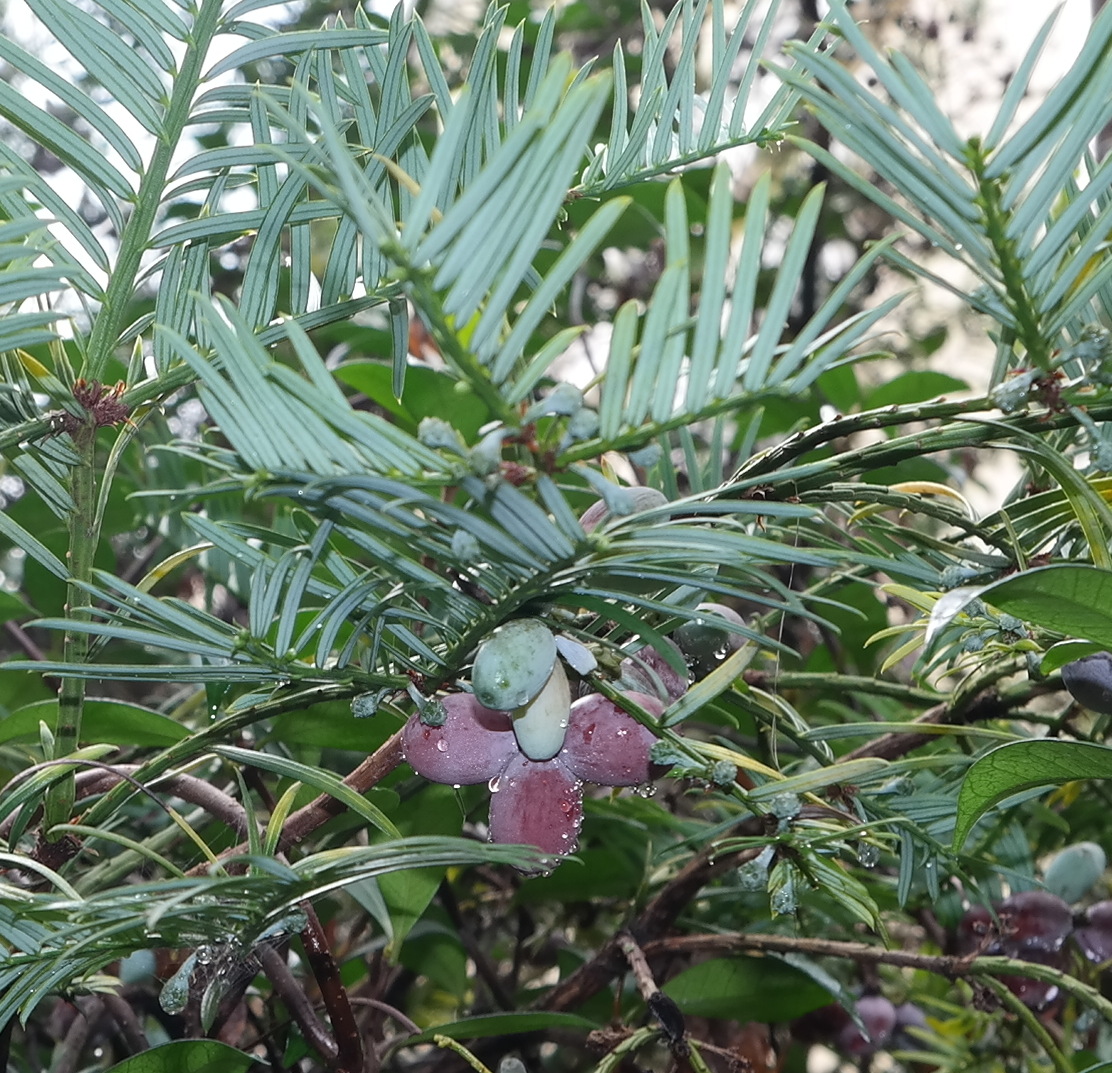 Image of Cephalotaxus harringtonia var. drupacea specimen.