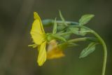 genus Oenothera. Верхушка цветущего растения. Ростовская обл., Каменский р-н, окр. станицы Калитвенская, опушка соснового леса. 08.10.2022.