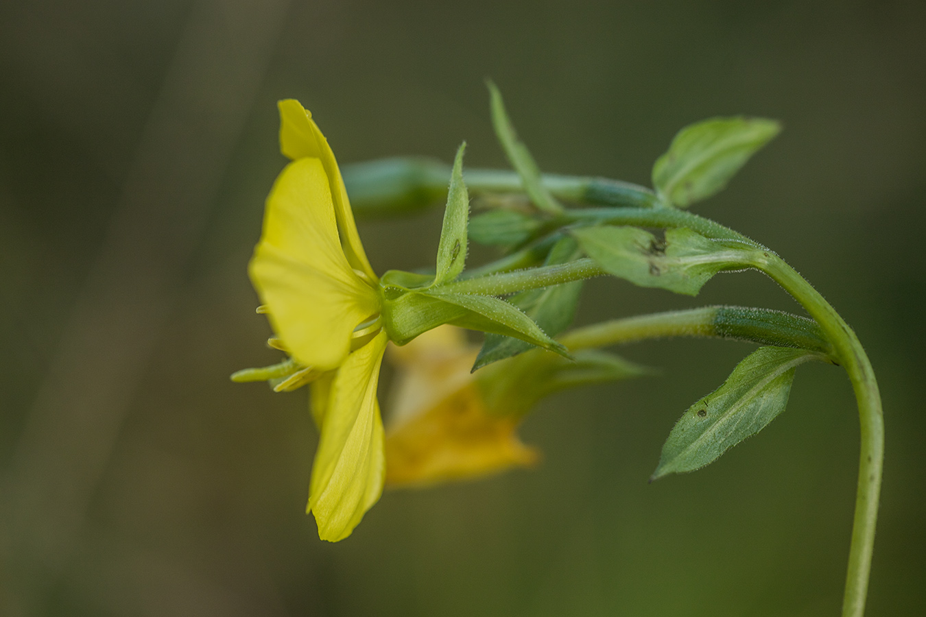 Image of genus Oenothera specimen.