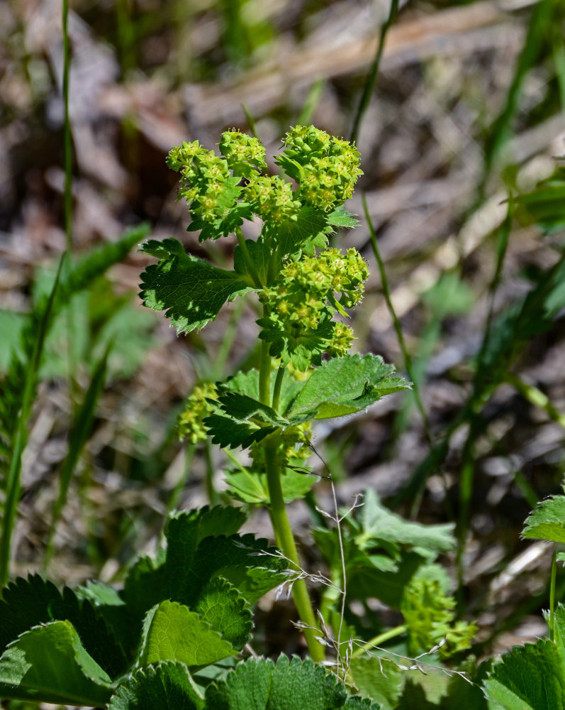 Изображение особи род Alchemilla.