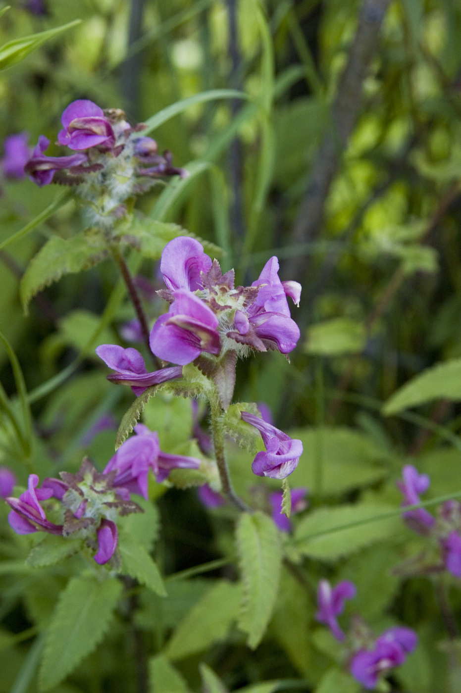 Image of Pedicularis resupinata specimen.