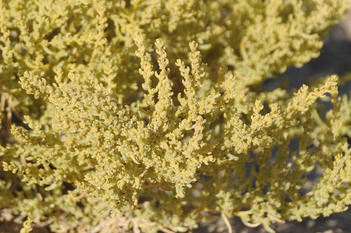 Image of familia Chenopodiaceae specimen.