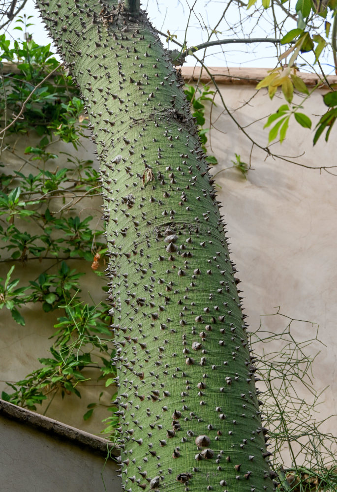 Image of Ceiba speciosa specimen.