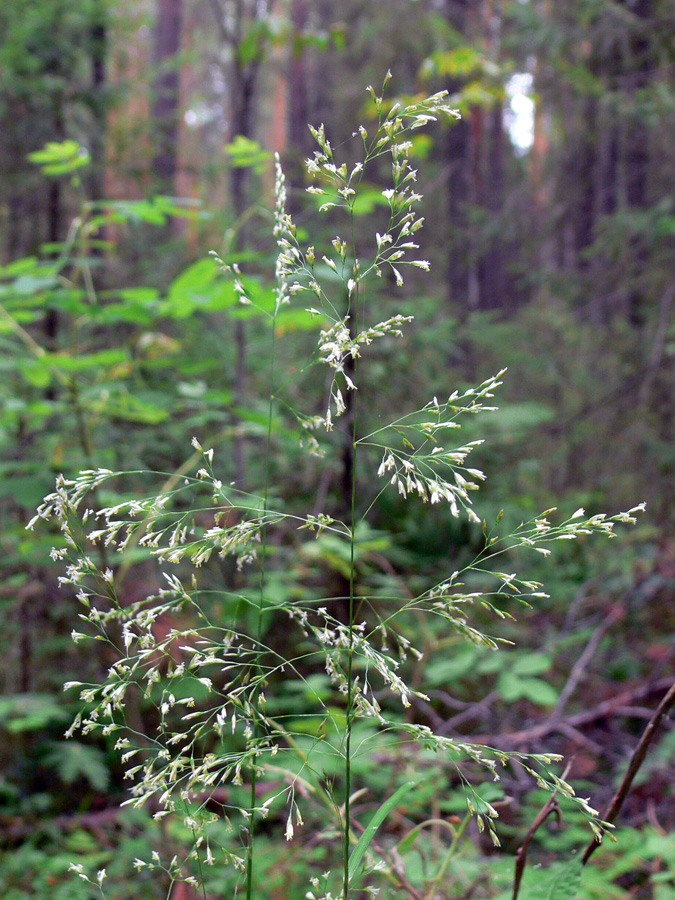 Изображение особи Deschampsia cespitosa.