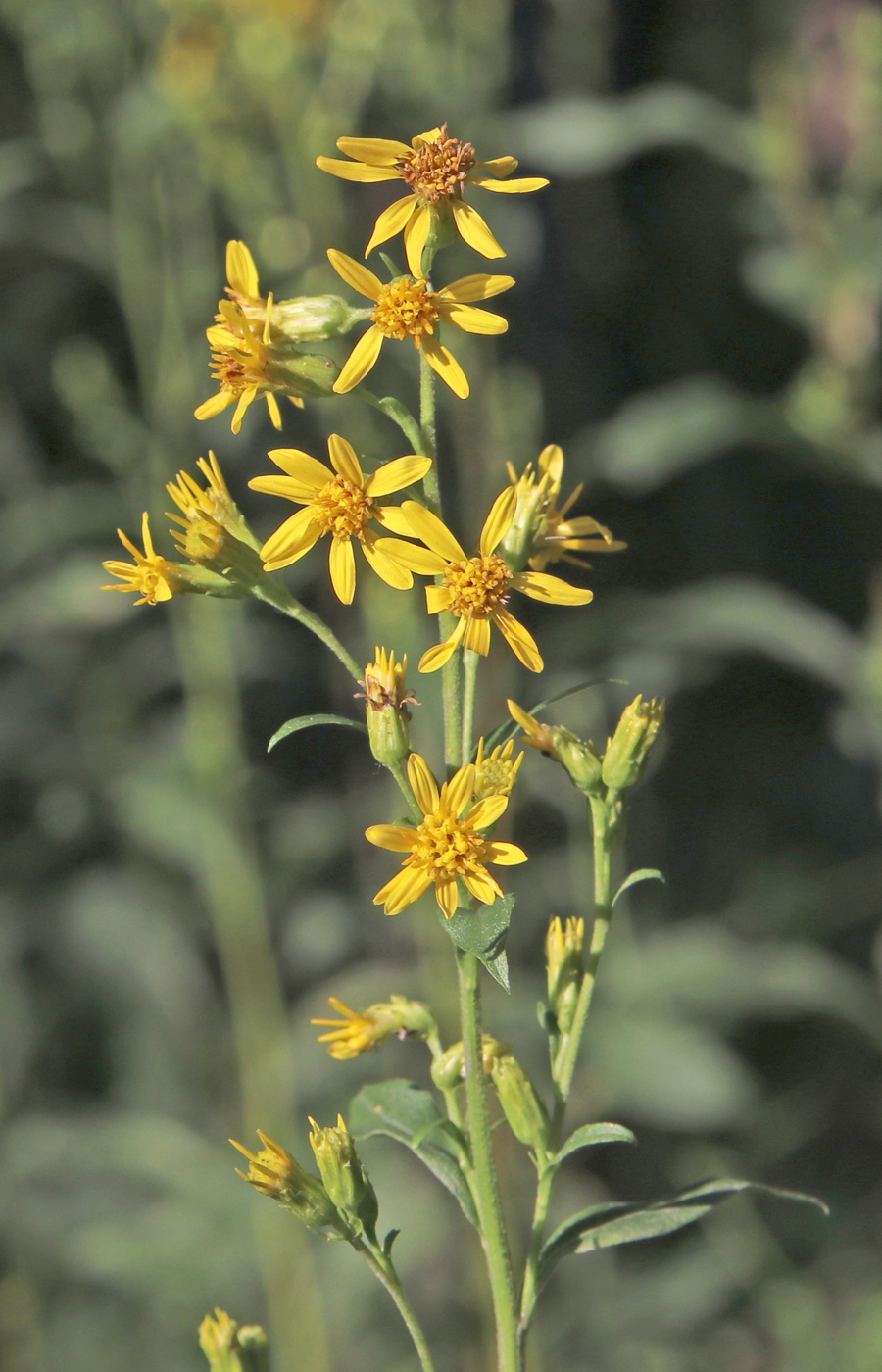 Изображение особи Solidago virgaurea.