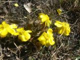 Adonis amurensis. Цветки. Хабаровский край, г. Хабаровск, ул. Ульяновская 60, в культуре. 30.03.2023.