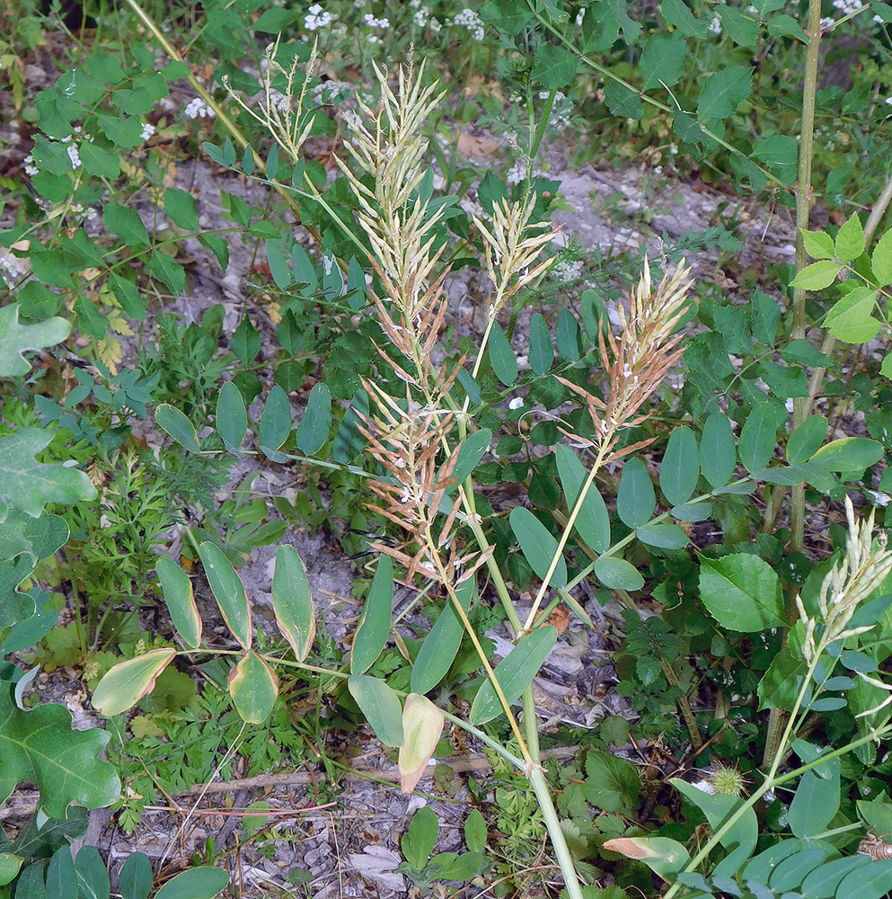 Изображение особи Galega officinalis.