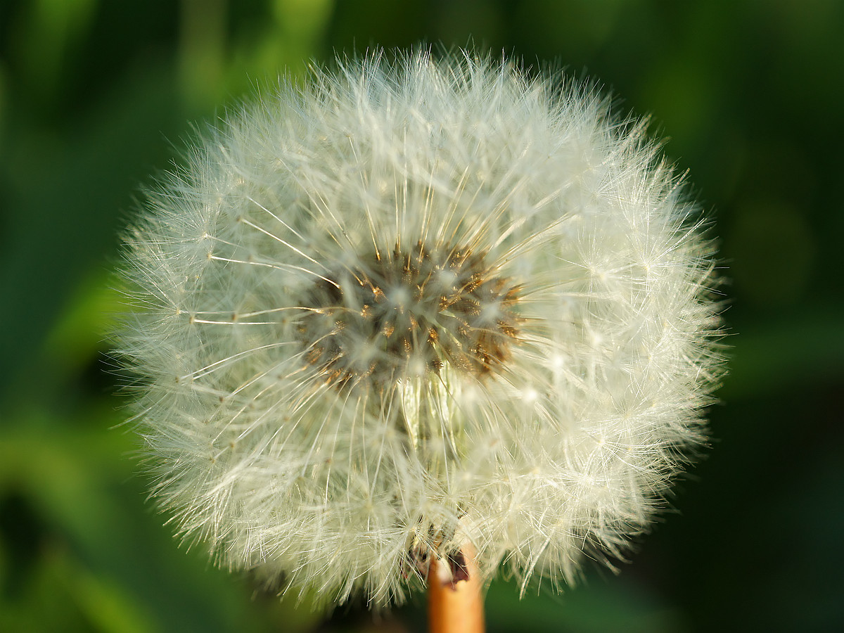 Изображение особи род Taraxacum.