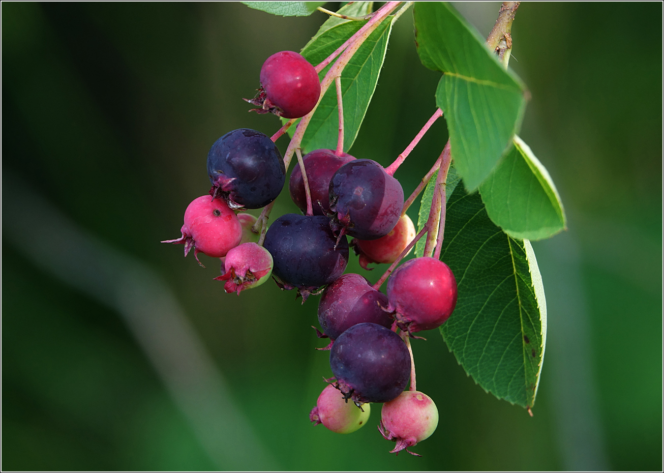 Изображение особи Amelanchier spicata.