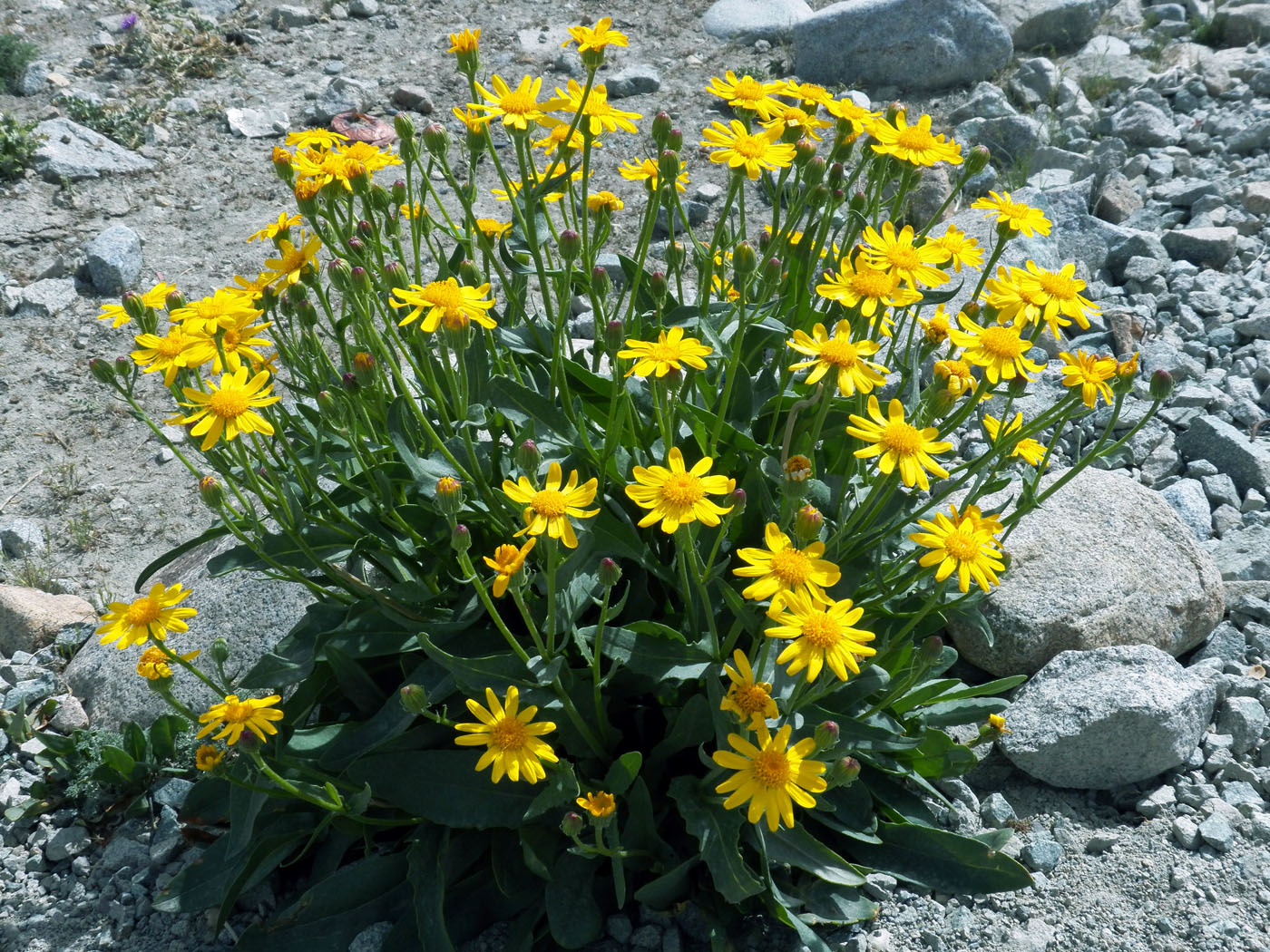 Изображение особи Senecio korshinskyi.