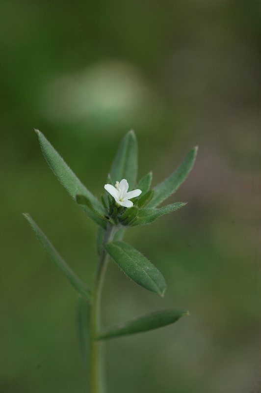 Изображение особи Buglossoides arvensis.